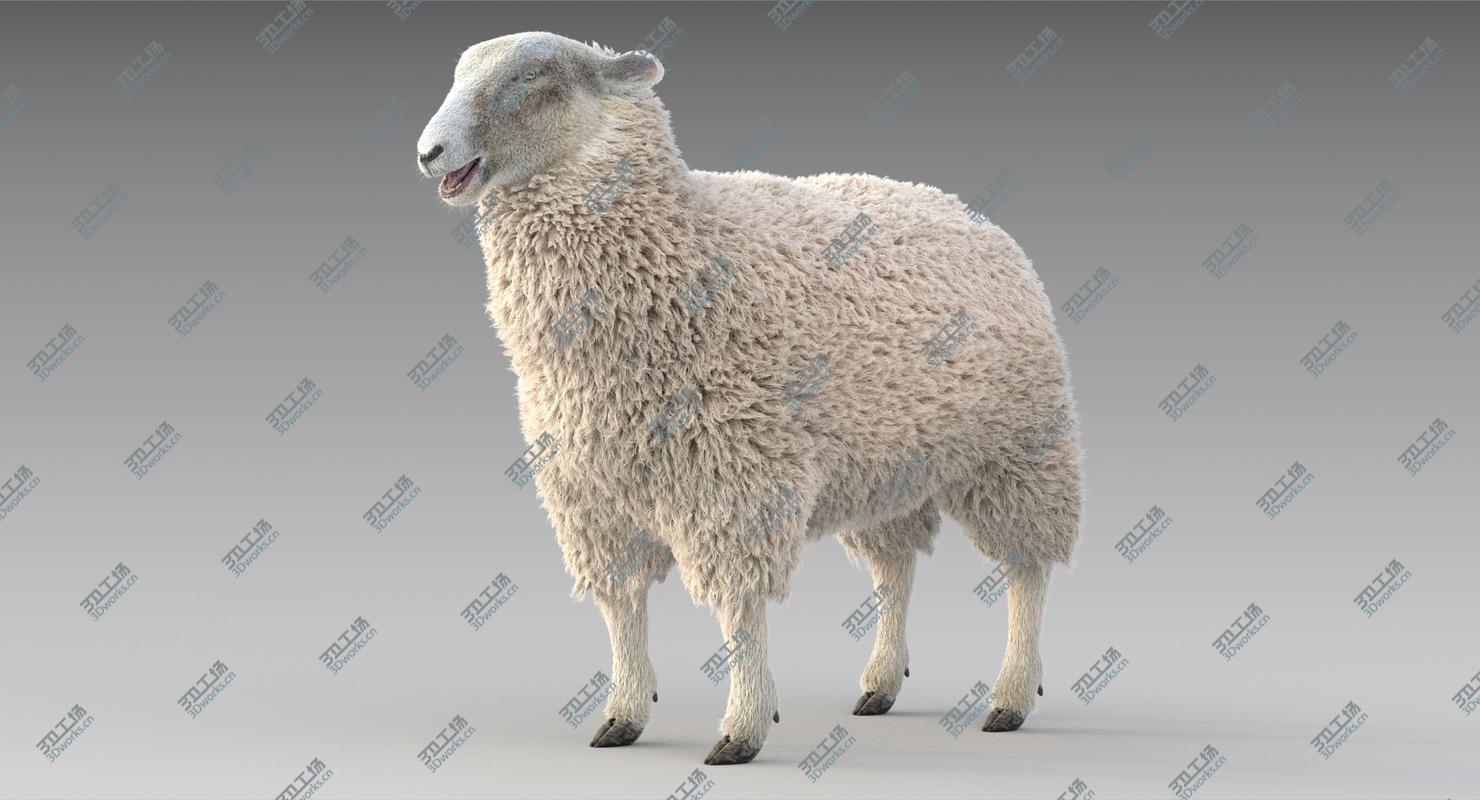 images/goods_img/202104021/3D model Sheep Adult/2.jpg